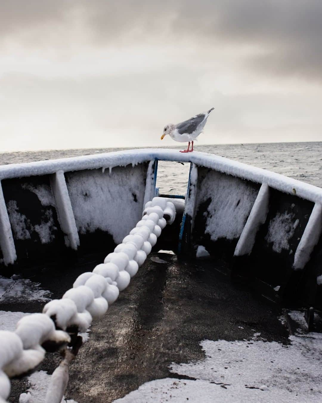 ナショナルジオグラフィックさんのインスタグラム写真 - (ナショナルジオグラフィックInstagram)「Photo by Corey Arnold @arni_coraldo | A glaucous-winged gull takes a flight break on the icy bow of a Bering Sea crabbing vessel that's en route to the opilio (snow crab) fishing grounds near St. Paul Island, Alaska. During my years working as a crab fisherman, we were never alone at sea. No matter how stormy the weather and how far from land, seabirds were always following us, or using the bow of the boat as a rest stop and cleaning platform. This gull is finding his sea legs during the calm before a storm. #alaska #commercialfishing #birdsofinstagram #fishwork #seagull」1月24日 16時51分 - natgeo