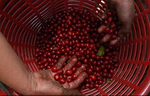 八芳園さんのインスタグラム写真 - (八芳園Instagram)「. . “コーヒーハンター”José 川島良彰氏率いる 株式会社ミカフェート監修の オリジナルブレンドのコーヒーを 全館で提供している八芳園。  この度 八芳園スタッフは川島氏とともに、  八芳園にて提供している コーヒーの豆を育てている農園のひとつの グァテマラのサン セバスティアン農園を 訪問しております。  現地では、  昨年の「ともに歩いていくFESTIVAL」で コーヒーの販売により集まった寄付金を 八芳園スタッフより贈呈いたしました。  サン セバスティアン農園では、 労働者の労働基準や健康管理の向上をはじめ、 サスティナブルな取組を積極的に進めています。  SDGsの実現へ向けて、 取り組みを行っている八芳園。  日本企業としてはじめて 「サスティナブル・コーヒー・チャレンジ」に誓約を提出し、 独自のサスティナブル・ゴールに取り組むミカフェート と共に、  持続可能な未来を目指し、 豊かな環境の恵みである高品質なコーヒーを、 お届けしてまいります。 . .  #八芳園 #生涯式場 #生涯式場八芳園 #ともに歩いていく #ミカフェート #コーヒー #グァテマラ #サスティナブル #白金台　#港区　#東京#2020  #happoen #sdgs #sdgsjapan #coffee #guatemala #japan #tokyo」1月24日 17時13分 - happoen