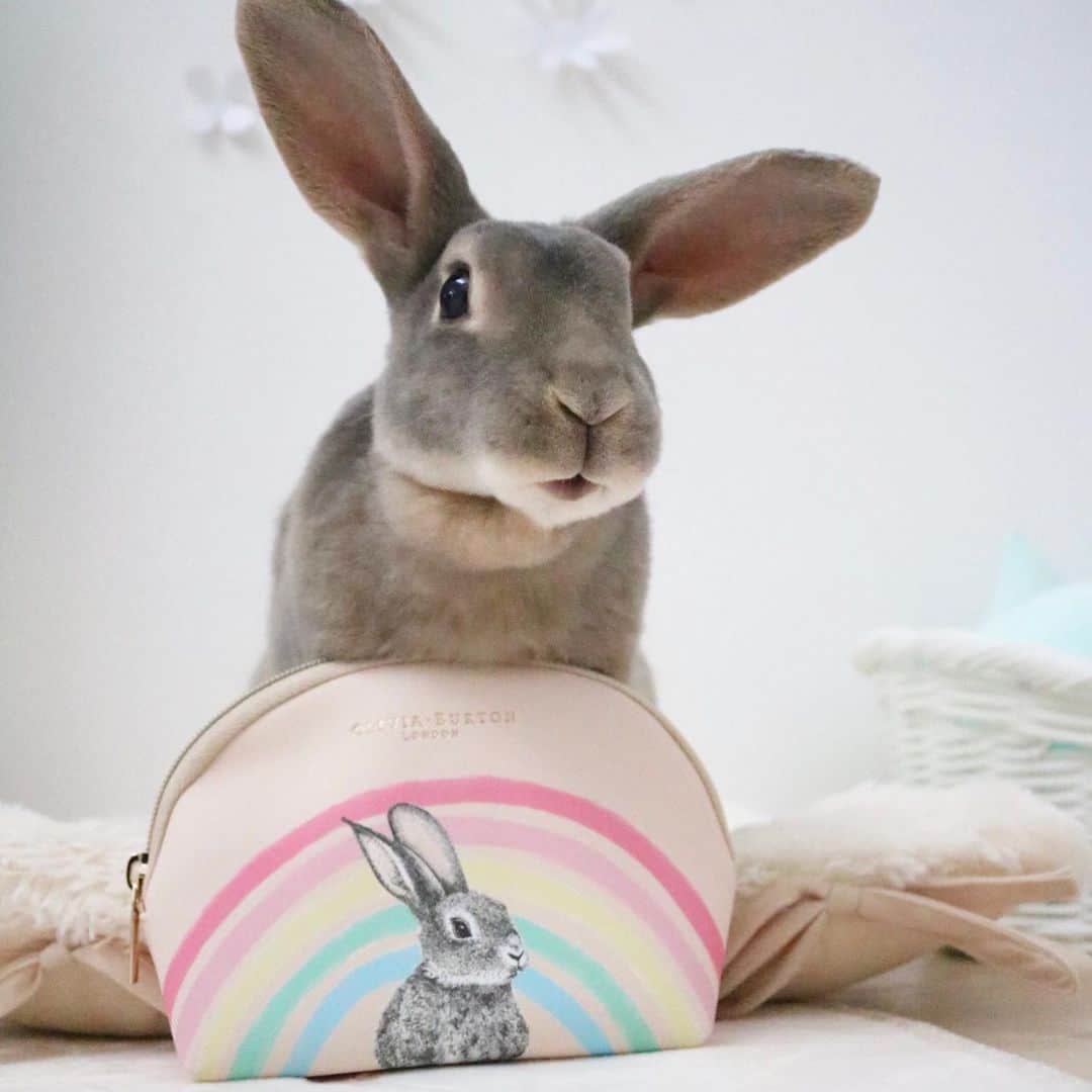 Kayoのインスタグラム：「なんちゅうかわいさ🌈💕 ・ ・ 雑誌の付録が可愛すぎる件💕 友達からステキ情報もらって、予約して購入(しかも2冊ww) 作りもしっかりしてて、マチもポケットもある。 (そして、さーくでも持ち上げられる) 似てるよって比較写真もいただきました🐰 あ。 ちなみに沖縄では雑誌の発売日、内地より数日遅いのであーる。」