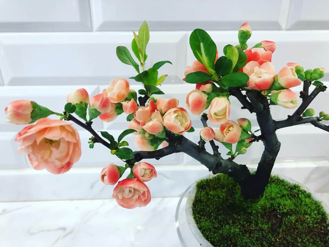 平子理沙さんのインスタグラム写真 - (平子理沙Instagram)「只今、ボケを育てています😊 コーラルオレンジのお花と蕾がとっても可愛いです❤️ #ボケの花 #flowers #lifestyle #fashion #beauty #risahirako #平子理沙」1月24日 17時19分 - risa_hirako