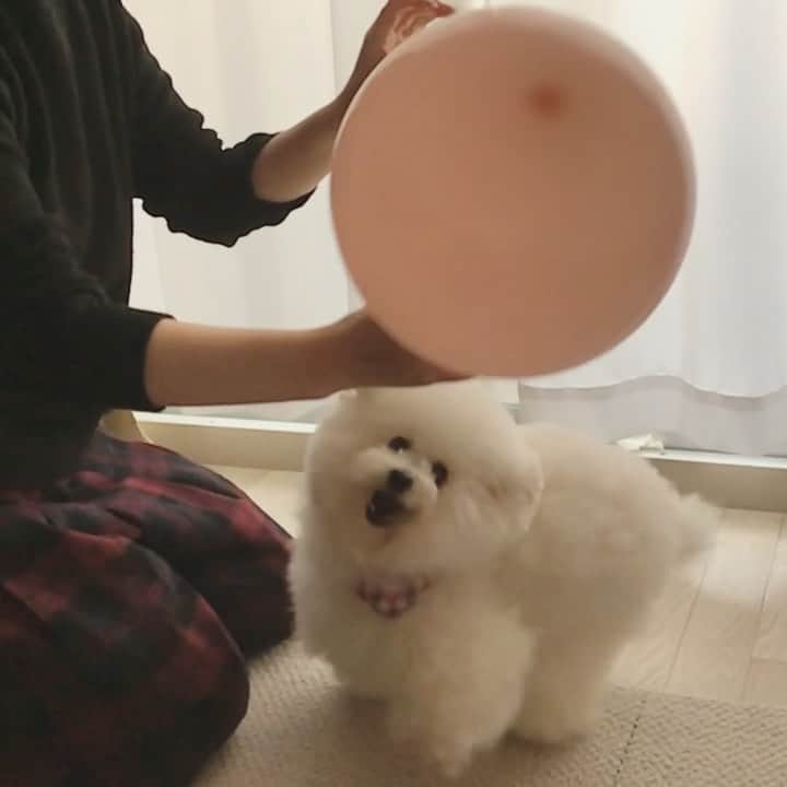 ゆうのインスタグラム：「. . 風船割り🎈の瞬間を  スローで撮ってみた。 . ワンコを飼ってない友達が 撮ってくれたんだけど、 アーニーの動きが早すぎるって🤣 よかったね！アーニーさん💓 . . #アーニーの動きが早いって初めて言われた #確かに風船割るのは早い🎈 . . .」