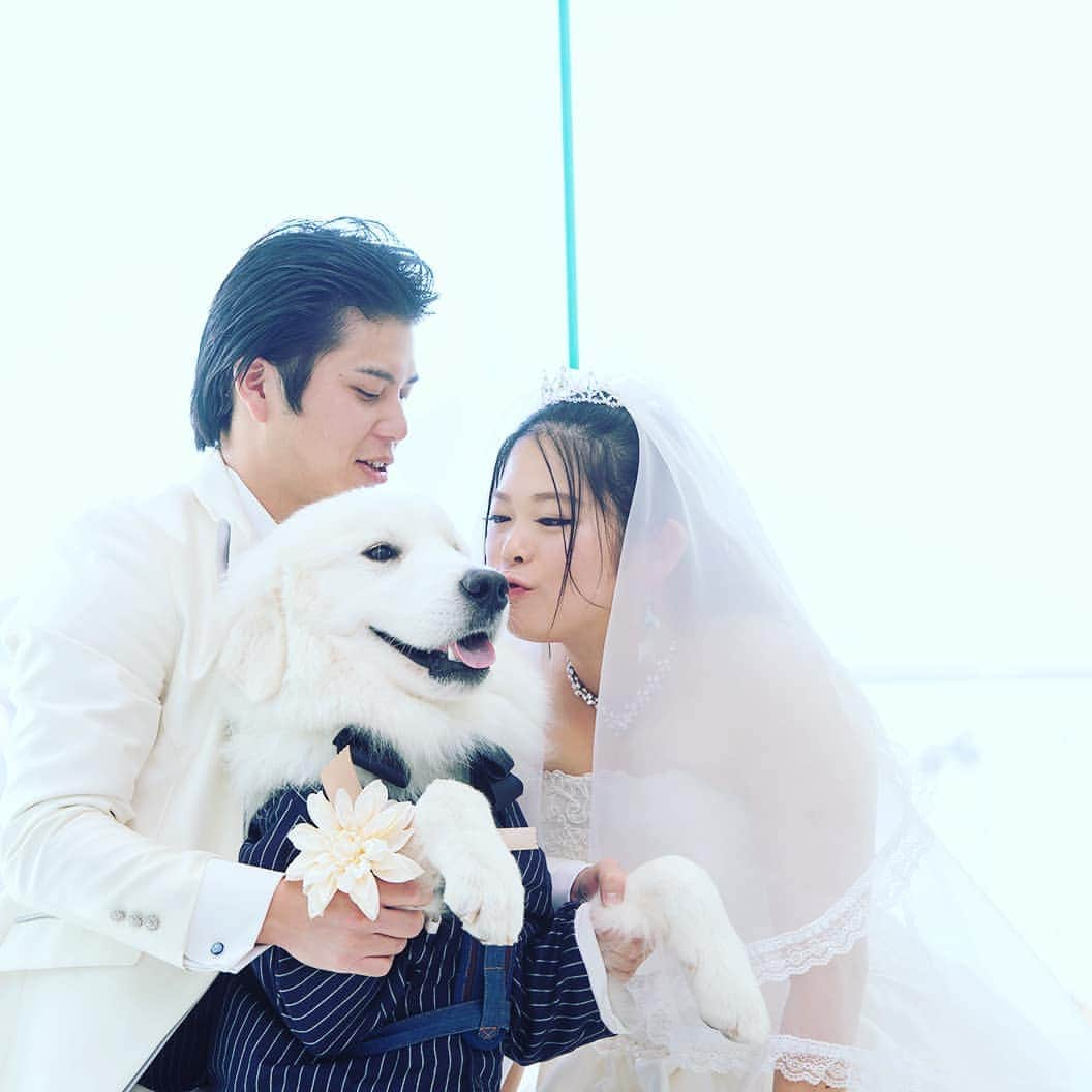 deuxzero デゼーロのインスタグラム：「#デゼーロ#神戸結婚式#神戸ウェディング#披露宴#ペット#ペットウェディング#愛犬#結婚式#卒花#プレ花嫁」