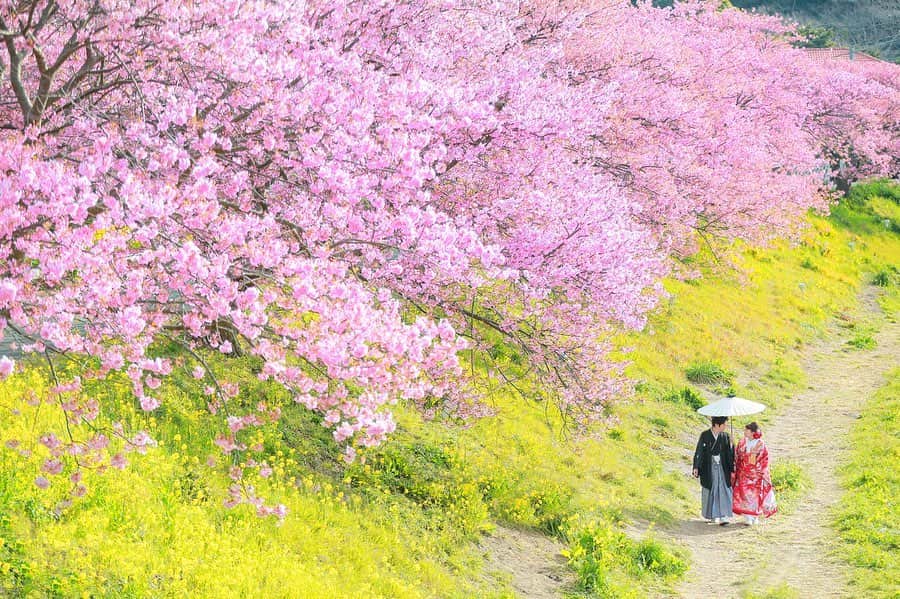 デコルテウエディングフォトグループさんのインスタグラム写真 - (デコルテウエディングフォトグループInstagram)「【2月中旬より河津桜シーズン🌸】関東エリアや伊豆などで有名な早咲きの桜『河津桜』。2月の中旬頃から咲き始め3月中旬くらいまで咲いています。人気の撮影シーズンが到来💕﻿ ﻿ ﻿ ◼️河津桜人気のポイント◼️﻿ ✔️河津桜は濃い桃色なのが特徴。写真にも色がくっきりと映るので和装でも洋装でも艶やかな素敵な写真が撮影できます。﻿ ﻿ ✔️河津桜は花が大きく密集しているのでバッグにぼやけた時に丸いピンクの玉のように写り華やかになります。﻿ ﻿ ✔️関東などでは2月下旬頃から咲く黄色い菜の花と一緒に撮れば、黄色とピンクの春らしいコントラストがとても美しいです。﻿ ﻿ ✔️約1ヶ月と咲いている期間が長いので撮影前に散ってしまった（涙）ということが比較的に少ないです。﻿ ﻿ ﻿ この季節だからこそ撮影できる河津桜とのウェディングフォト。ご希望の方はお早めにご予約くださいね✨🙏🏻﻿ ﻿ ﻿ ﻿ ロケーション撮影などのご質問は📩﻿ プロフィールのリンクからどうぞ﻿ @decollte_weddingphoto﻿ ご連絡、ご予約、お待ちしております！﻿ ﻿ ﻿ Studio  @studioaqua_yokohama﻿ ﻿ ﻿ ﻿ #桜 #桜ウェディングフォト #春 #🌸 #河津桜 #色打掛 #洋装前撮り #sakura #菜の花 #春の景色 #日本の絶景 #桜の季節 #令和婚 #2020春婚 #2020年春婚 #ウェディングフォト #結婚写真 #フォトウェディング #ウェディングニュース #ウェディングヘアスタイル #ロケーション撮影 #前撮り #後撮り #花嫁準備 #花嫁コーディネート  #プレ花嫁 #結婚準備 #花嫁 #d_weddingphoto #フォトジェニックブライドアンバサダー﻿」1月24日 18時04分 - decollte_weddingphoto