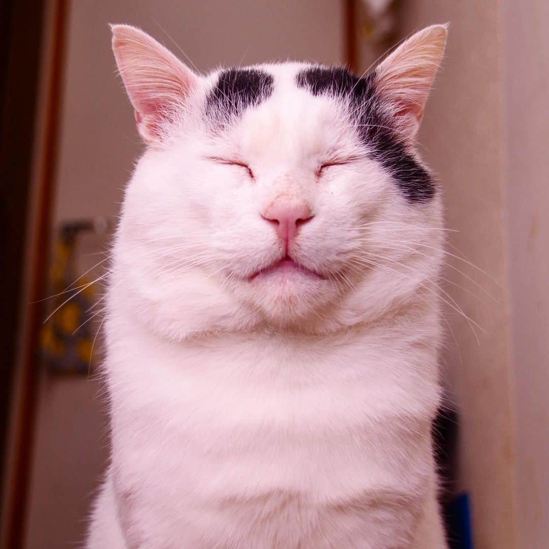 Kachimo Yoshimatsuさんのインスタグラム写真 - (Kachimo YoshimatsuInstagram)「ヨウカンさんに、やっぱり似てるな。 #うちの猫ら ＃猫 #ヨウカンさん　#nanakuro #ねこ #cat #ネコ #catstagram #ネコ部 http://kachimo.exblog.jp」1月24日 18時12分 - kachimo