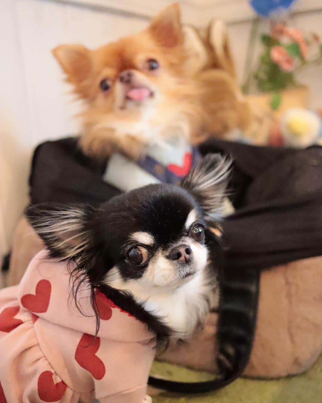 kayoのインスタグラム：「* * 単焦点レンズ📷✨ いい感じにボヤけてる くりおちゃん😂 * * Melon💗kulio * * #chihuahua#chihuahualove#dogstgram#dog#instadog#チワワ#チワワ大好き * *」