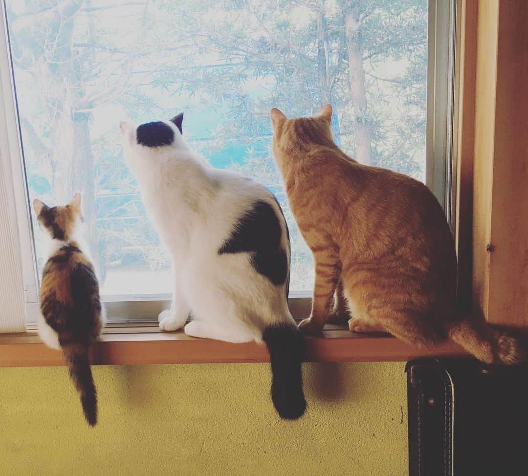 甲斐麻美さんのインスタグラム写真 - (甲斐麻美Instagram)「懐かしいなぁ…☺️💕 #元保護猫 #ミヤオ #イチ #サン #2019年 #夏の思い出」1月24日 19時26分 - kaico_asami