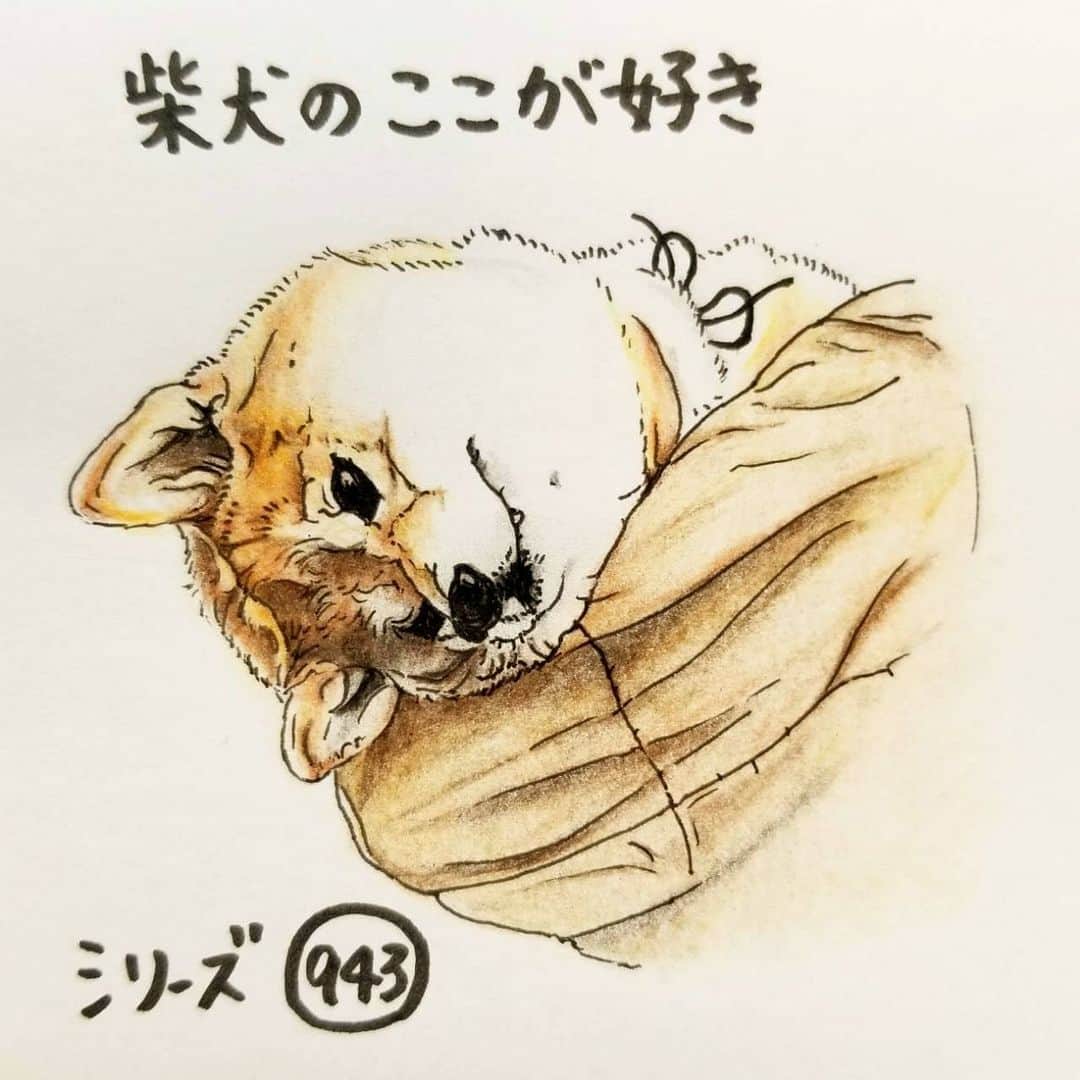 ハナとソラさんのインスタグラム写真 - (ハナとソラInstagram)「* #ここ柴部 『柴犬のここが好きシリーズ945』 ご主人の腕に抱かれているとき のけぞってしまうとこ。  あんまり反ると危ないよ。 * No.945 “I was lifted and warped.” * モデルは @ematan.shiba さんとこのエマちゃんです💕 #柴犬のここが好き #favoritepartsofshibainu #illustration #drowing #dogart #shibastagram #shibainu #colorpencil #柴犬 #イラスト #しばすたぐらむ #いらすとぐらむ #色鉛筆 #柴公園イラスト」1月24日 19時30分 - nsdikm_hanasora