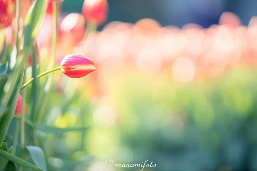 花の写真館さんのインスタグラム写真 - (花の写真館Instagram)「Photo by Manami Sano.⠀ .⠀ Original Post[投稿頂いたURL]⠀ https://www.facebook.com/photo.php?fbid=2648283431921026⠀ .⠀ 本アカウントは、 #私の花の写真 をつけてInstagramに投稿された皆さまの花の写真や、「花の写真館」Facebookページで投稿された花の写真を紹介します。⠀ 「花の写真館」Facebookページは、「 @floral.photograph 」のプロフィールにあるURLからご覧ください。⠀ .⠀ #花の写真館 #floralphotograph #floralphoto #flower #flowers⠀ Follow: @floral.photograph」1月24日 19時30分 - floral.photograph