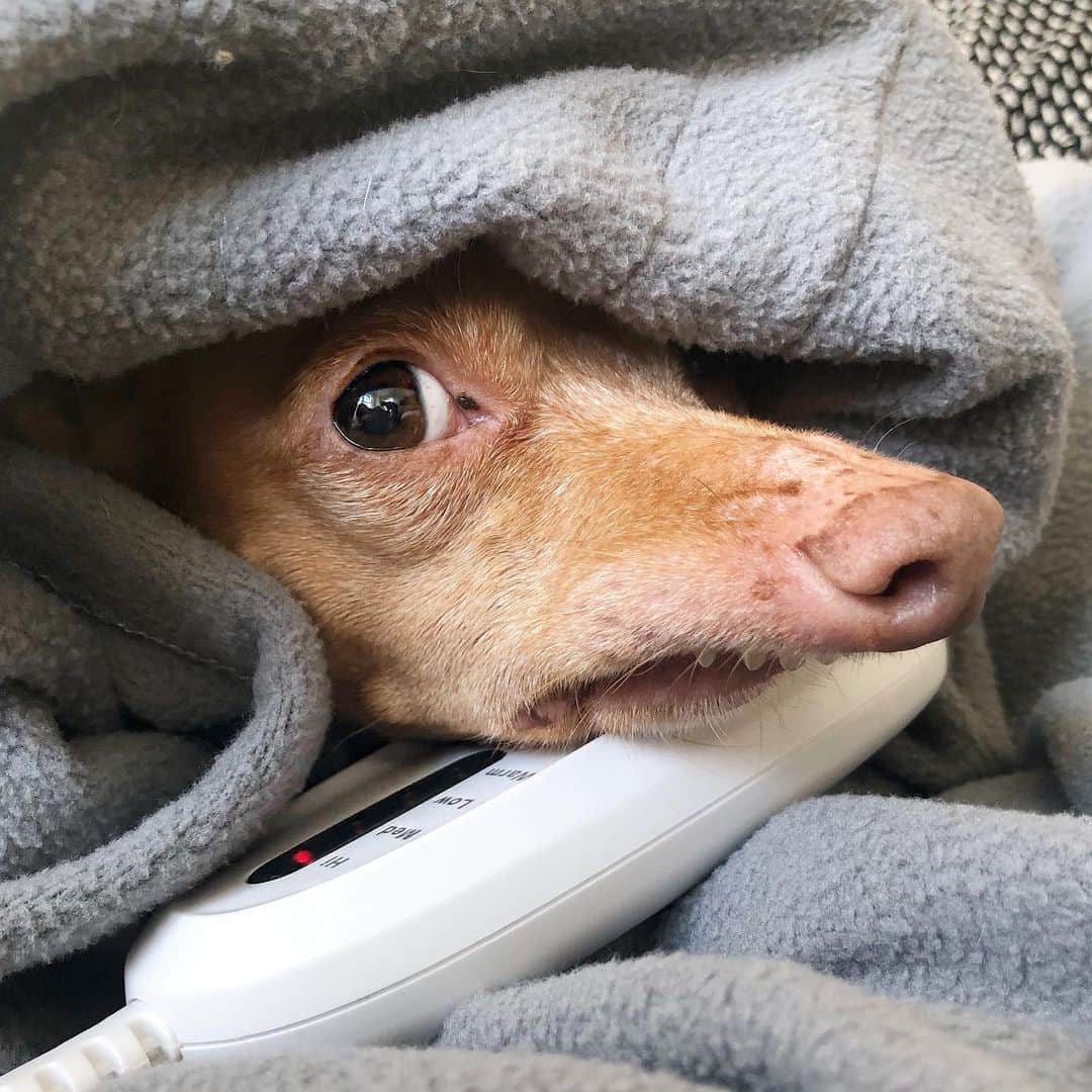 Tuna {breed:chiweenie} さんのインスタグラム写真 - (Tuna {breed:chiweenie} Instagram)「My husband bought me an electric blanket for Christmas. Apparently Tuna’s  new name is Me.」1月25日 6時34分 - tunameltsmyheart