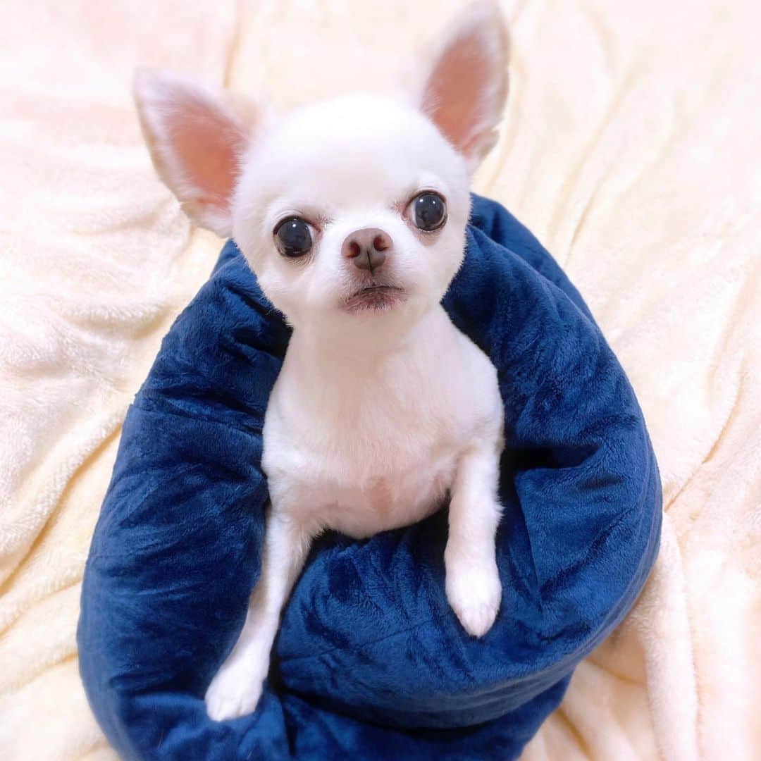 さわいえりさんのインスタグラム写真 - (さわいえりInstagram)「お気に入りの @twistpillow  変貌自在のリラックス枕「Twist Pillow」  ちびもベッドにしちゃうくらいお気に入り💕 ペットの簡易ベッドとしても使えるなって🐶  こちらは従来のネックピローと異なり、 自分の好きな形にねじって巻いて使えて、しっかりと厚みがあって首を絶妙にサポートしてくれるの♩  小さく巻いて折り畳めるから、 飛行機や、新幹線、車などでの旅行にも持ち運びしやすく、オフィスやご自宅でもすぐにリラックスできる便利な枕です☺️ ・ 来週の旅行にも持って行こう💓 ・ ・ ・ ・ ・ ・ ・ ・ ・ ・ ・ #ネックピロー #トラベルピロー #ピロー #pillow #旅行 #機内持ち込み #昼寝 #お昼寝 #お昼寝中 #枕 #プレゼント #まくら #旅行用品 #neck pillow #携帯枕 #飛行機 #twistpillow#チワワ#ちわわ#ペット#ベッド#チワワ大好き#ちわわなしでは生きていけません会#フォロワー募集中」1月24日 21時56分 - beauty_eri7