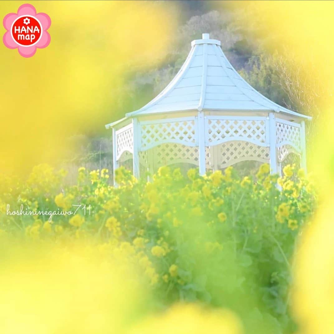 はなまっぷ❁日本の花風景のインスタグラム