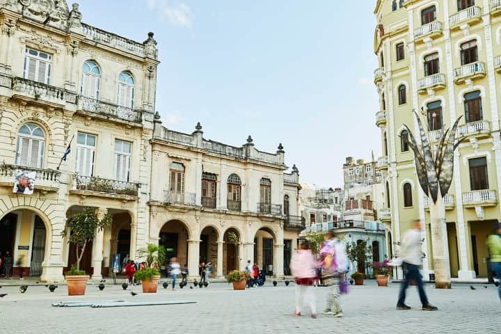 椎木俊介のインスタグラム：「Botanical Sculpture in Cuba  Date: January 23 Thursday, 2020 Location: Plaza Vieja 23.136019,-82.349975 *Please insert this numbers to your Google map.  @azumamakoto @amkk_project @shiinokishunsuke  #azumamakoto #makotoazuma #shiinokishunsuke #amkk #amkkproject #flowers #flowerart #botanicalsculpture #東信 #東信花樹研究所 #cuba #HABANA #PlazaVieja」