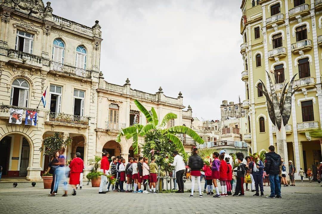 椎木俊介のインスタグラム：「Botanical Sculpture in Cuba  Date: January 23 Thursday, 2020 Location: Plaza Vieja 23.136019,-82.349975 *Please insert this numbers to your Google map.  @azumamakoto @amkk_project @shiinokishunsuke  #azumamakoto #makotoazuma #shiinokishunsuke #amkk #amkkproject #flowers #flowerart #botanicalsculpture #東信 #東信花樹研究所 #cuba #HABANA #PlazaVieja」