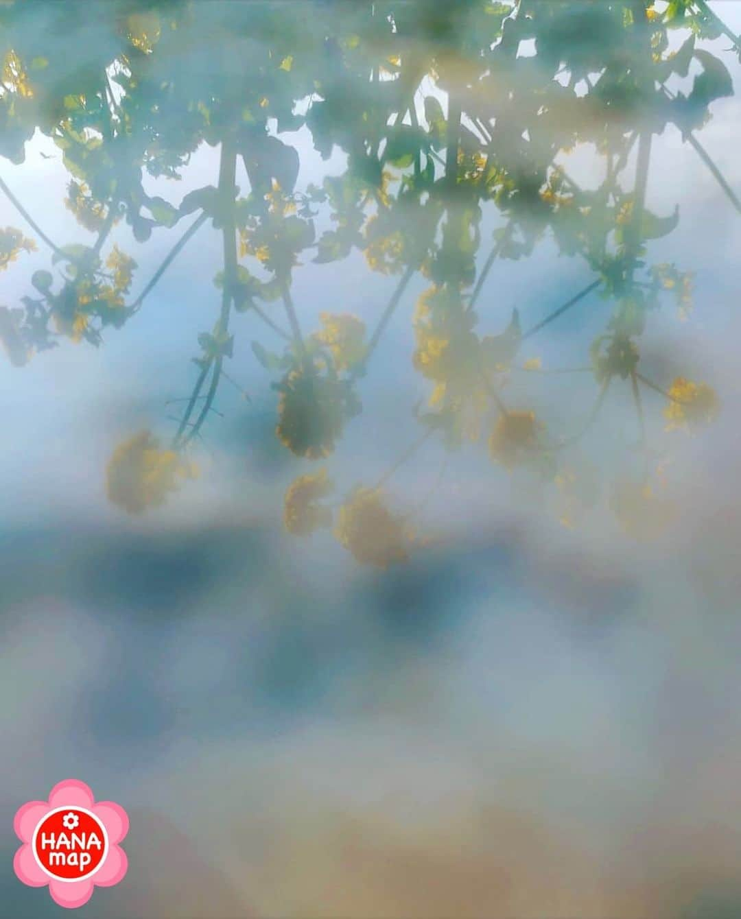 はなまっぷ❁日本の花風景のインスタグラム