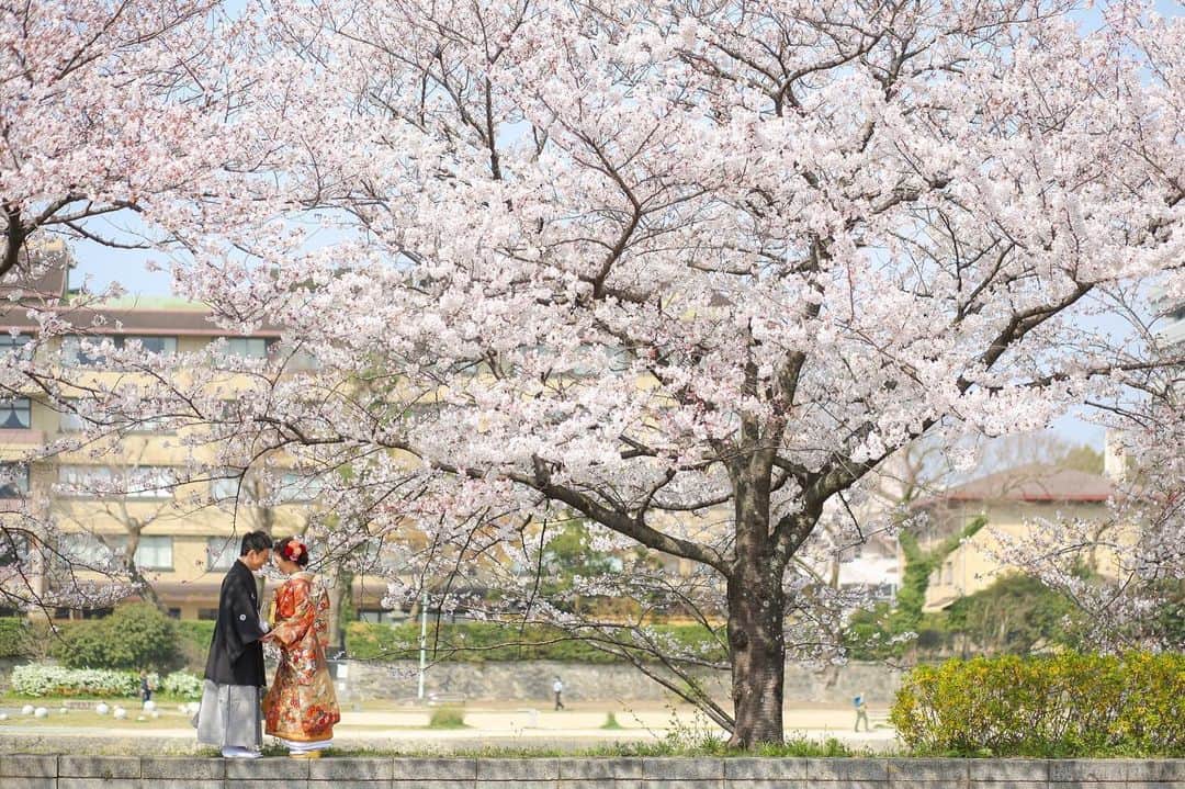 ArtGraceWeddingHillsさんのインスタグラム写真 - (ArtGraceWeddingHillsInstagram)「＊ ＊日本ならでは四季を感じる桜前撮りは大人気🌸 お花見気分でおさんぽしながら桜とお写真残しませんか。ステンドグラスも残せる 洋装とのパックプランもおすすめですよ📸 ▼ ▼ @artgraceweddinghills 『#アートグレイス京都』 『#大聖堂チャペル』で、 参列レポ投稿してくださいね♪ . ――――――. . Art Grace Wedding Hills ~先輩カップル体験レポート~ おすすめアイテムの紹介・前撮りレポ・結婚式レポ をＵＰしております . ▼公式ＨＰはこちら http://www.bestbridal.co.jp/kyoto/artgrace_kyoto ▼取り扱いドレス http://www.acquagrazie.com/ 『#アクアグラツィエ』 『#ACQUAGRAZIE』 ※店舗により取り扱い商品は一部異なります。 . ――――――. . #アートグレイス京都 #アートグレイスウエディングヒルズ #プレ花嫁#卒花嫁 #wedding #日本中のプレ花嫁さんと繋がりたい #花嫁 #ウエディングドレス #ウエディングレポ #結婚式準備 #weddingdress #ドレスショップ #ランタン　#ちーむ2020 #2020春婚 #2020秋婚  #artgrace #ベストブライダル #bestbridal  #桜前撮り #bb花嫁 #たくさんのloveを届けよう#photoby_keita」1月24日 22時38分 - artgraceweddinghills