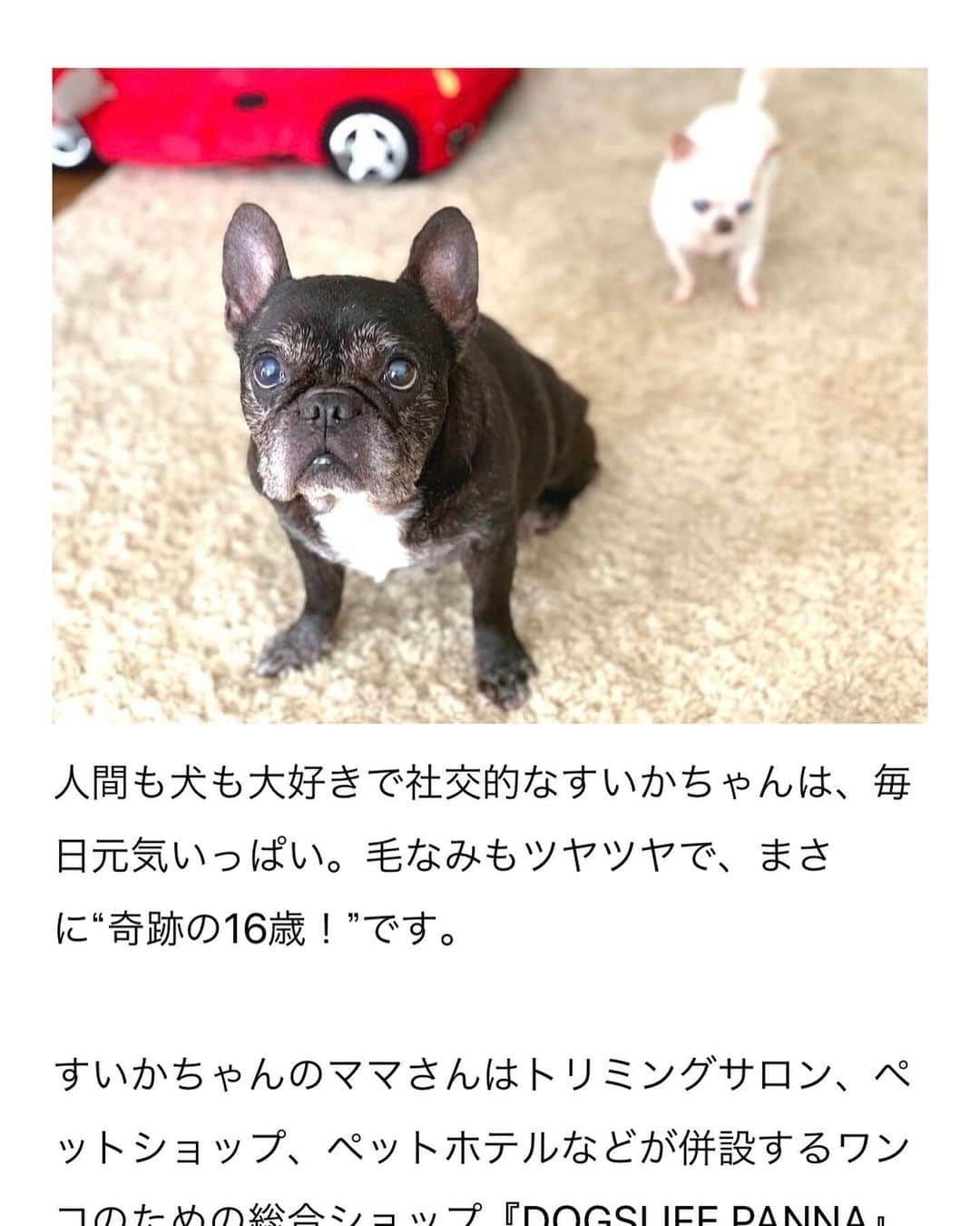 Dog's Life PANNAのインスタグラム