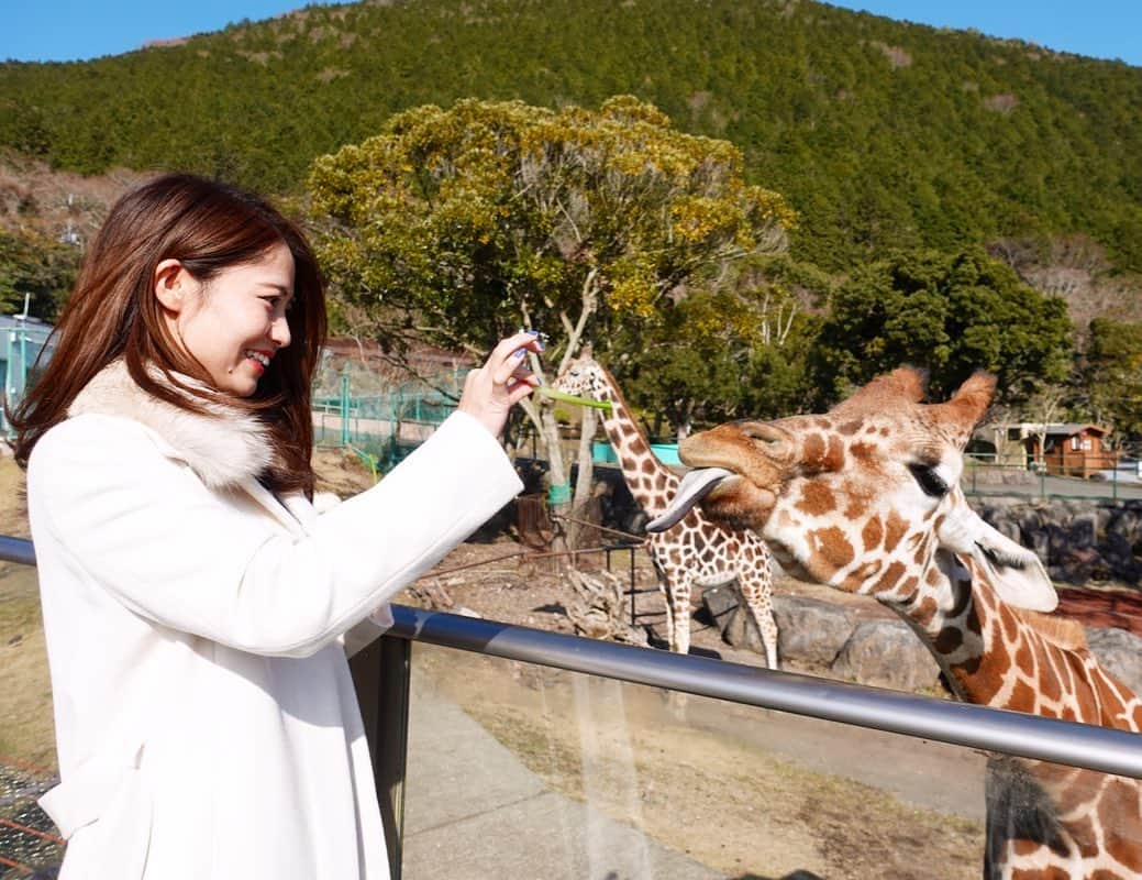 池山智瑛さんのインスタグラム写真 - (池山智瑛Instagram)「. キリンと2ショット🦒 . #動物園　#アニマルキングダム #伊豆　#動物　#キリン　#癒し　#旅女子　#instagood #instalike #instaphoto #photooftheday #旅スタグラム」1月24日 23時30分 - chu_chiaki