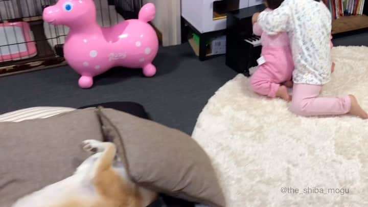 Moguのインスタグラム：「. 束の間の休息なの。 #質の良い睡眠を 👶🎹 👧You did it! 🐶💤 . @the_shiba_mogu  #柴犬 #shibainu #shiba#赤柴 #redshiba#犬 #dog#しばいぬ#nannydog#犬と子供#子供と犬#柴犬と子供#柴#赤ちゃんと犬#犬と赤ちゃん#柴犬と赤ちゃん#赤ちゃんと柴犬#柴犬のいる暮らし#子守犬」