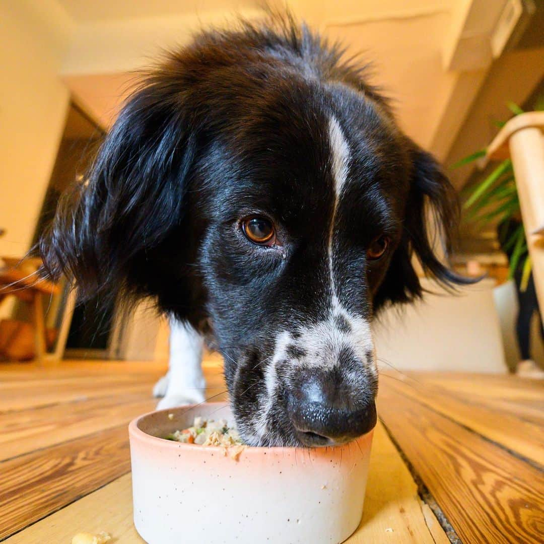 The Dogistさんのインスタグラム写真 - (The DogistInstagram)「Vali, Border Collie mix (6 y/o), @TheFarmersDog HQ, NYC • “I rescued him from a shelter in South Carolina during an ice storm. When I got him home he started gaining weight really quickly, even though he was completely disinterested in his food. I tried feeding him fresh food from @thefarmersdog, which comes pre-portioned and made it easy to manage his weight. Now his stamina and energy is better, so we can hike more!”」1月24日 23時55分 - thedogist