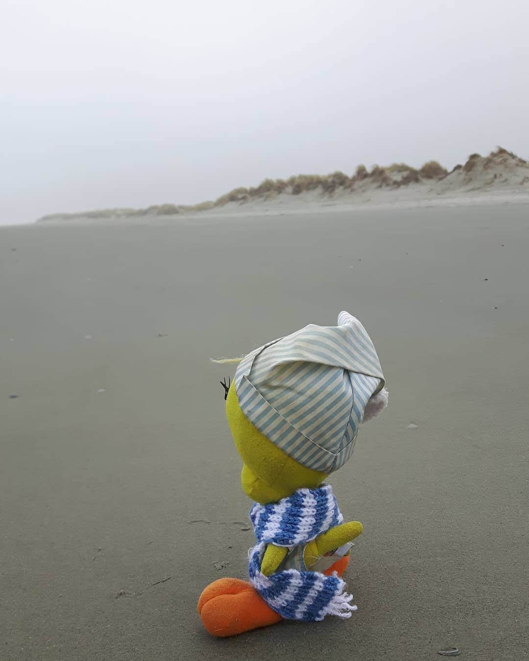 Little Yellow Birdさんのインスタグラム写真 - (Little Yellow BirdInstagram)「Windy!!! #littleyellowbird #tweety #tweetykweelapis #adventures #yellow #bird #weekend #friday #holidays #schiermonnikoog #schier #netherlands #beach #northsea #noordzee #strand #windy #walking #wadden #waddeneiland #stuffedanimalsofinstagram #plushiesofinstagram」1月24日 23時58分 - tweetykweelapis