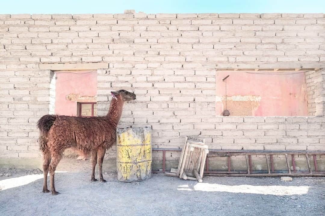 ライカさんのインスタグラム写真 - (ライカInstagram)「A lama enjoying the shade in Bolivia, shot by @_worldwidewolf_ on our #LeicaQ  #LeicaCamera #Leica #🔴📷 #Leicagram #TheLeicaLook #LeicaWorld #Leica_Club #LeicaSociety #LeicaPhoto #lfigallery #leicafotografieinternational #welltraveled #exploretocreate #neverstopexploring #bolivia」1月25日 0時00分 - leica_camera