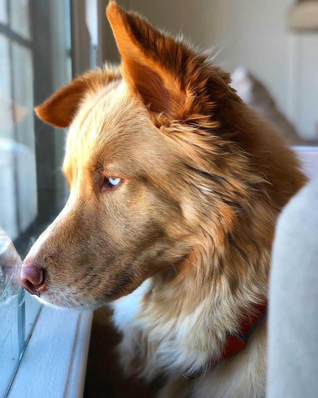 アナベル・ウォーリスのインスタグラム：「Zeus. ❤️ Consider adopting a dog if you are thinking of getting one. There are so many magic animals in those shelters. Zeus being one of them.」