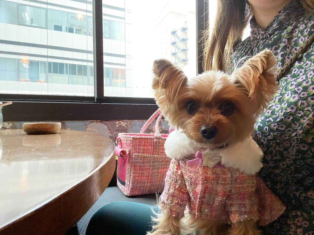 Rubyさんのインスタグラム写真 - (RubyInstagram)「🐶💬 date time with my human 💕 ママとお出かけしたの。  ルビたんもおめかししたよ。似合う？  @ameniteginza さんに久しぶりに行ってきたよ。また行きたいな。誰か一緒にデートしてください。 #yorkie #yorkshireterrier #ヨーキー #ヨークシャテリア  #katespade #katespadeny #loveinspades #ケイトスペード #ラブインスペード #ケイトスペードニューヨーク #nicolaglass #ニコラグラス ㅤㅤㅤㅤㅤㅤㅤㅤㅤㅤㅤㅤㅤㅤㅤ  @katespadejapan @katespadeny @nicola_glass」1月25日 0時19分 - ruby_the_yorkie