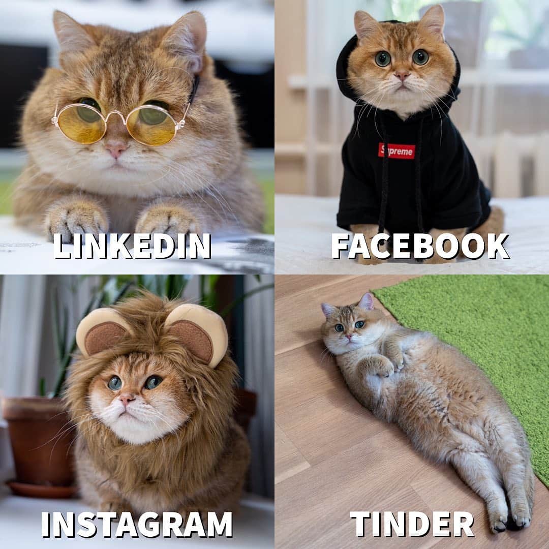 Hosicoさんのインスタグラム写真 - (HosicoInstagram)「My profile pics 😺 Which profile you like the most? 👆 #dollypartonchallenge」1月25日 0時23分 - hosico_cat