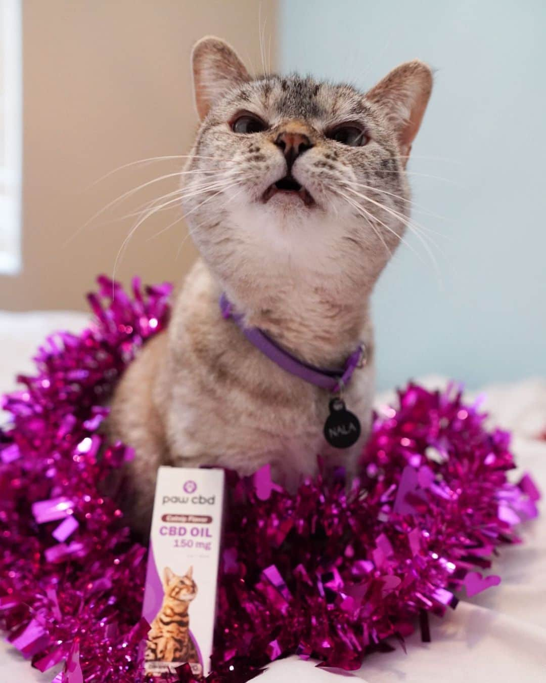 nala_catさんのインスタグラム写真 - (nala_catInstagram)「There are a lot of CBD brands out there, but we choose @pawcbd because they guarantee the hightest quality, best prices, organic and non-GMO. Visit the link in bio for more info. Use code NALA for 20% off your first order of human and pet products! #ad #cbdoil」1月25日 0時25分 - nala_cat