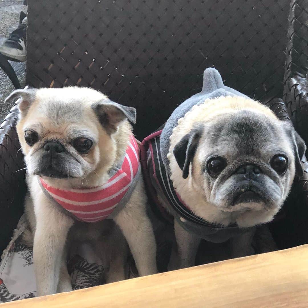 八兵衛のインスタグラム：「cafe time w/Guli 😊🍴 * * 鍼灸のあとは ぐりちゃんとキャフェーに 行ったよ☺️ * *  #ほぼ黒パグ #おじいちゃん犬 #pug #puggy #puglife #puglove #petstagram #pugstagram #pugsofinstagram #pugs #dog #ふわもこ部  @igersjp #IGersJP #east_dog_japan #pecoイヌ部 #八兵衛 #はちべえ #朝ワンコ夕ニャンコ」