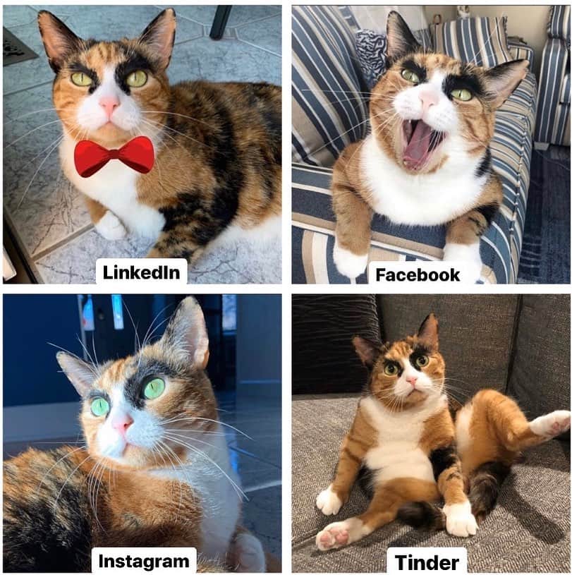 のインスタグラム：「😽 . . . #lillycrazyeyes #calicocat #calico #meowdel #friday #instacat #meowstagram #catsofinstagram #catsofinstagram #catoftheday #eyebrows #eyes #cat #whiskers #instagram #facebook #tinder #linkedin #happyfriday」