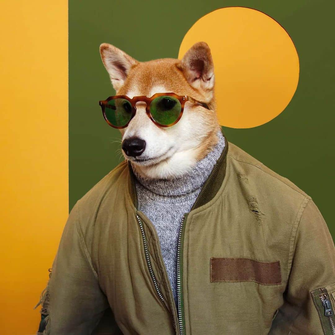Menswear Dogのインスタグラム：「Hey Shorty 😎👋 Thank you @shortyawards for the nomination in Fashion category  Vote once or everyday for your fluffy style icon via link in bio 🙏🙏🙏」