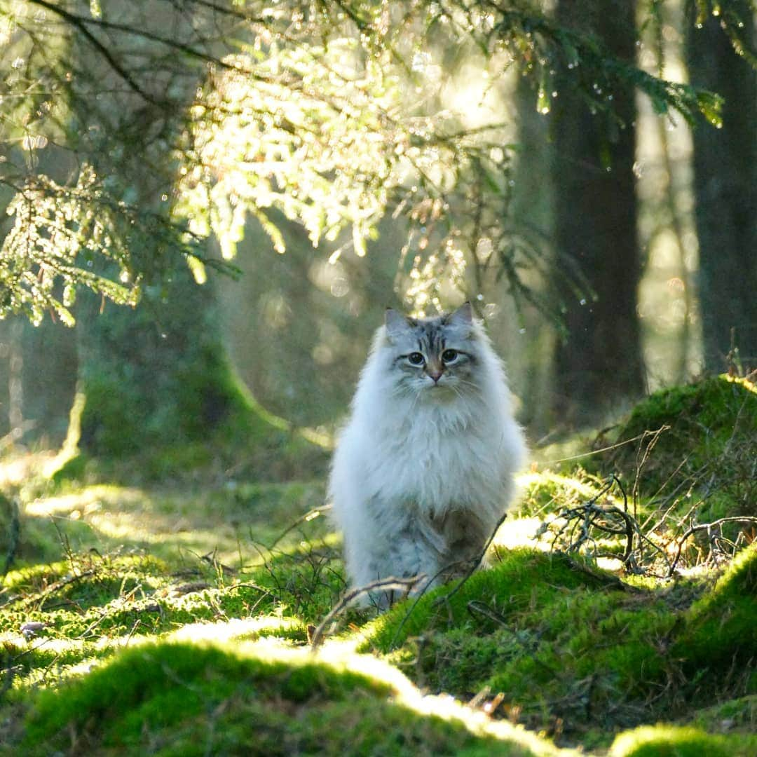 Floraのインスタグラム：「Oh the friday feeling #friday #winter #january #cat #kitten #life#cat#igcutest_animals #cat_features #cutepetclub #fluffypack #katt #bestmeow  #weeklyfluff #meow #AnimalAddicts #kittycat #cat #cats #kitten #kittens #kawaii #instacat #calico #neko #winter #snow #2019 #sibiriskkatt #siberiancat」