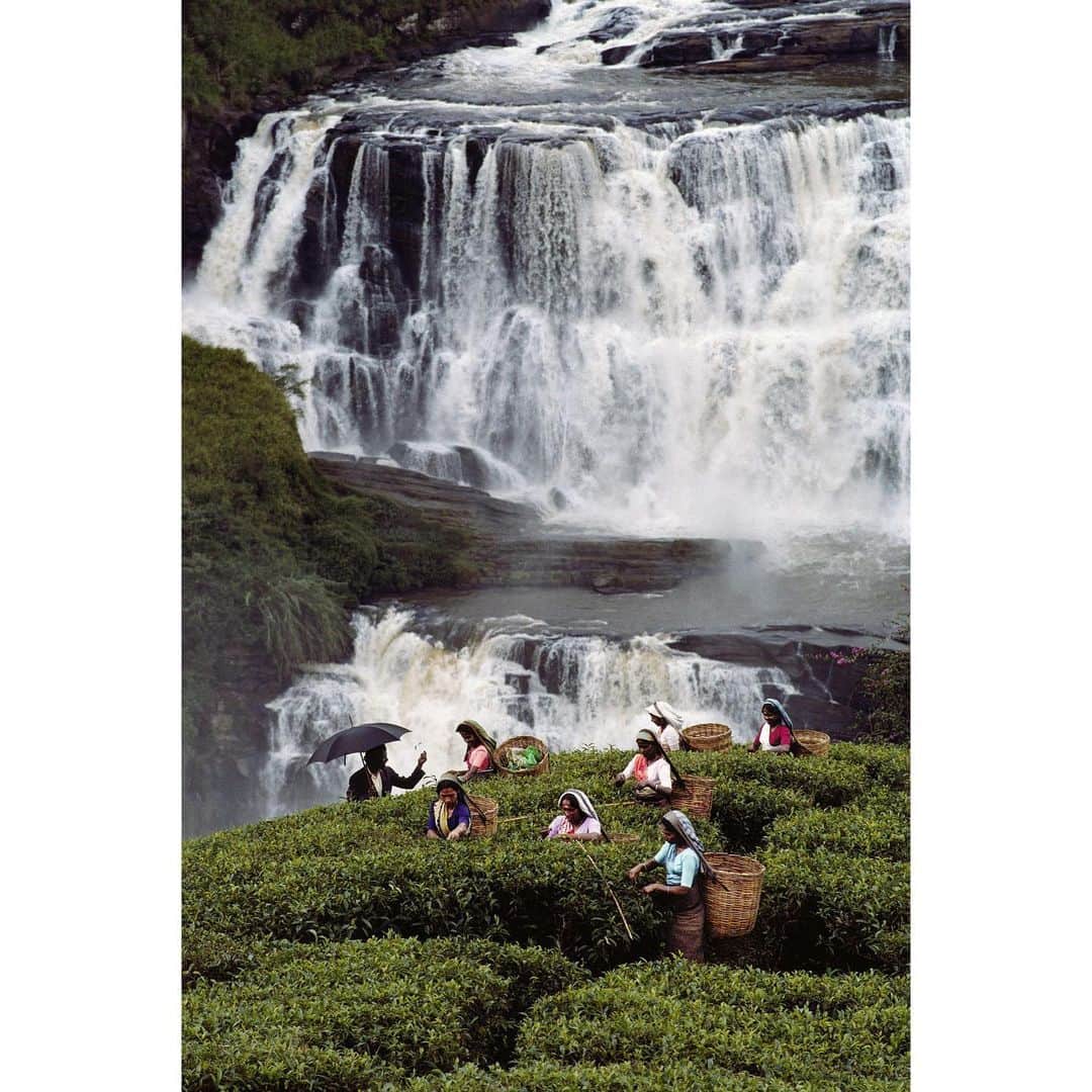 スティーブ・マカリーさんのインスタグラム写真 - (スティーブ・マカリーInstagram)「“There is something in the nature of tea that leads us into a world of quiet contemplation of life.” - Lin Yutang. 1st image: Tea pluckers fill their baskets with the buds and tenderest leaves from each bush, #SriLanka, 1995. 2nd image: Tea tasters in #Colombo, Sri Lanka, 1995. 3rd image: Tea workers in Nuwara Eliya, Sri Lanka, 1995. 4th image: Family drinking tea together, #Nouakchatt, #Mauritania, 1986.  #SteveMcCurry」1月25日 2時52分 - stevemccurryofficial