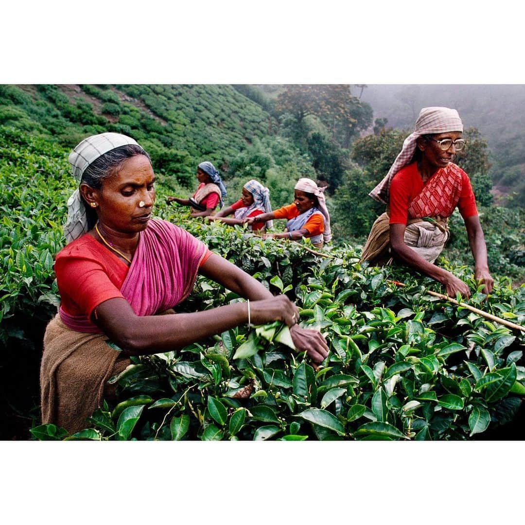 スティーブ・マカリーさんのインスタグラム写真 - (スティーブ・マカリーInstagram)「“There is something in the nature of tea that leads us into a world of quiet contemplation of life.” - Lin Yutang. 1st image: Tea pluckers fill their baskets with the buds and tenderest leaves from each bush, #SriLanka, 1995. 2nd image: Tea tasters in #Colombo, Sri Lanka, 1995. 3rd image: Tea workers in Nuwara Eliya, Sri Lanka, 1995. 4th image: Family drinking tea together, #Nouakchatt, #Mauritania, 1986.  #SteveMcCurry」1月25日 2時52分 - stevemccurryofficial