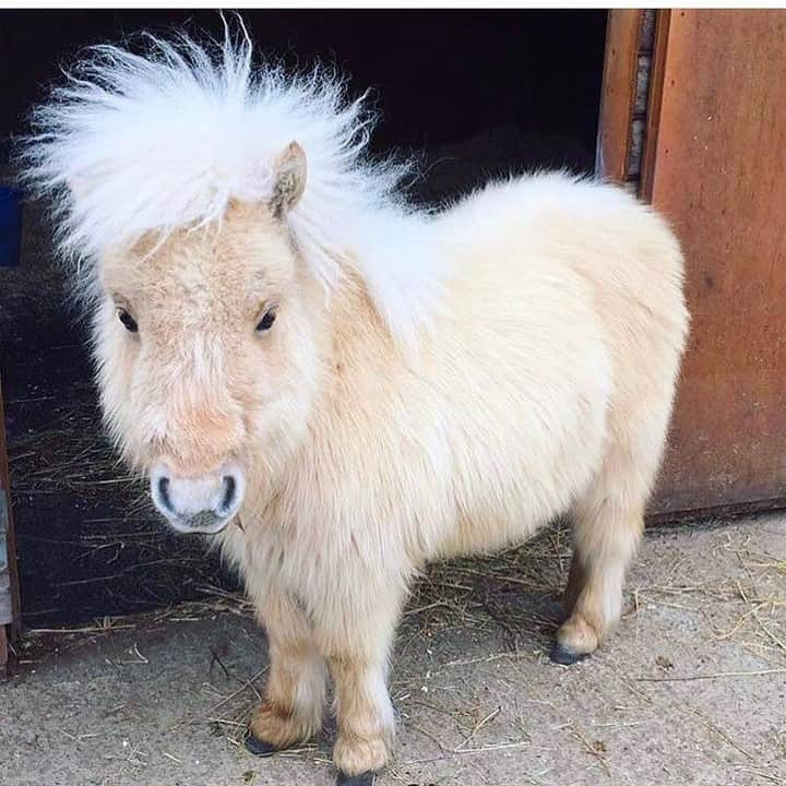 Baby Animalsさんのインスタグラム写真 - (Baby AnimalsInstagram)「How is this pony even real?! 😍 Tag someone who needs to see this!」1月25日 3時06分 - thebabyanimals