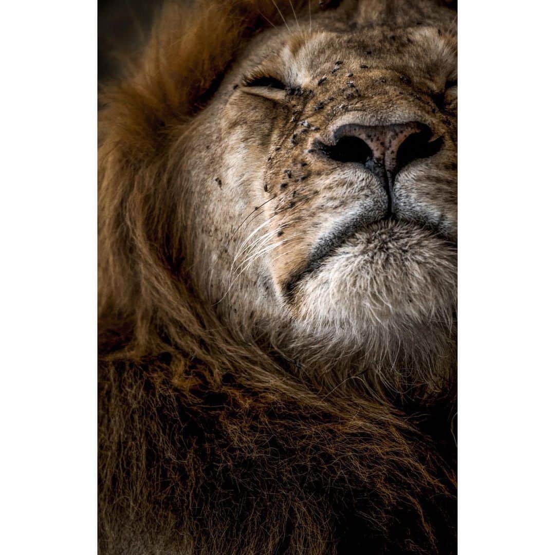National Geographic Creativeさんのインスタグラム写真 - (National Geographic CreativeInstagram)「What's your favorite photo? Check out what caught our eye in this week's selection of #WhatWeLiked from the Image Collection editors | #Portrait by @hannahreyesmorales | #Lion by @schmid_chris | #JoshuaTreeNationalPark by @sselbe | #DollyParton by @jodicobbphoto」1月25日 3時24分 - natgeointhefield