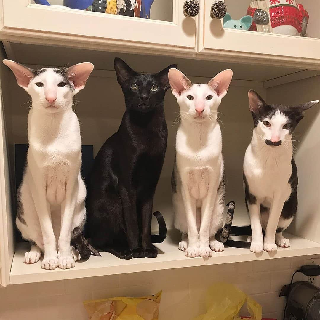 Instagramさんのインスタグラム写真 - (InstagramInstagram)「On today’s #WeeklyFluff, we’re with the @hobbikats — Bindi, Teddy and Dexter and Stache. They’re an all-boy band of Oriental shorthair cats.⁣ ⁣ Photo by @hobbikats」1月25日 4時45分 - instagram