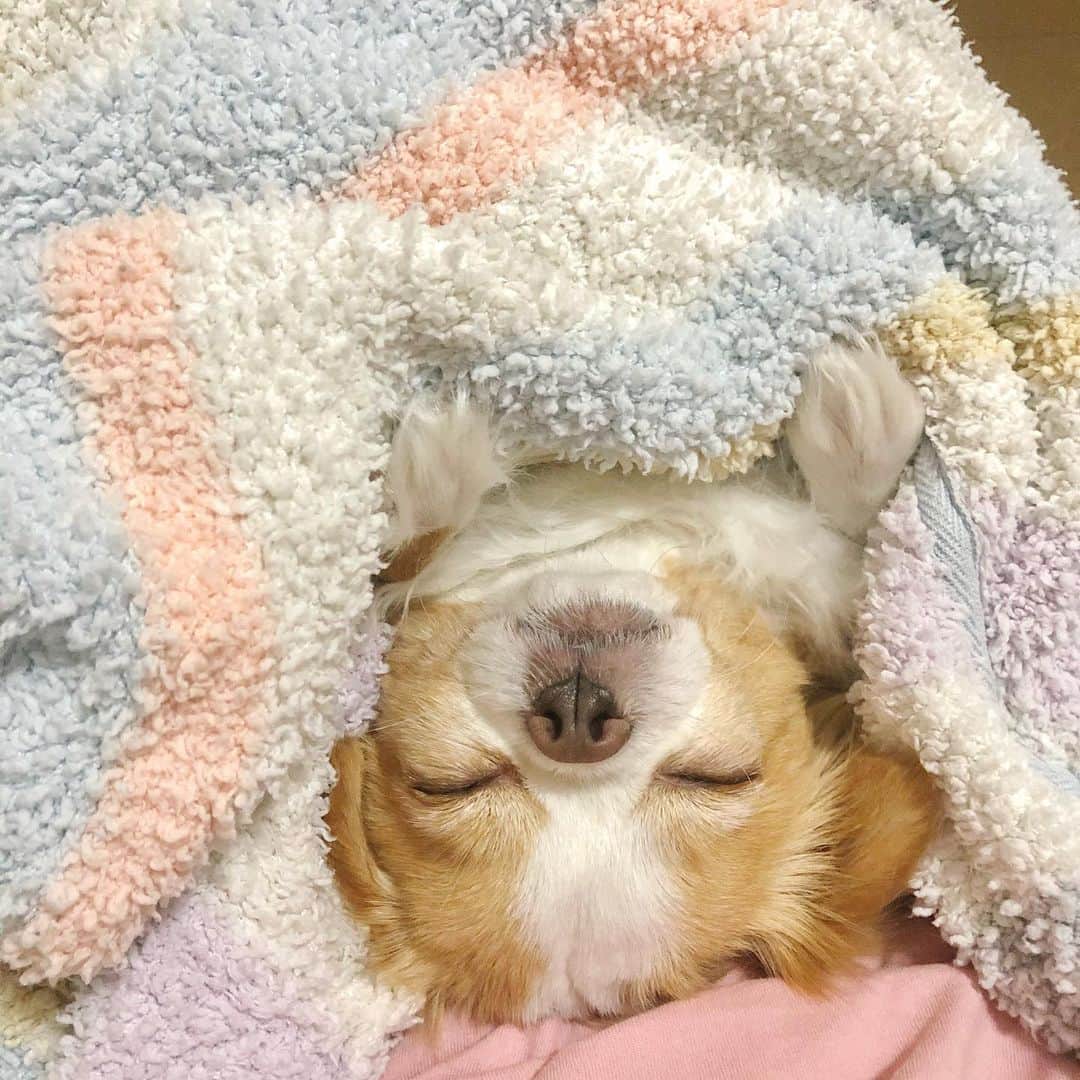 玉ねぎ戦士さんのインスタグラム写真 - (玉ねぎ戦士Instagram)「食べたら寝るでしゅ🐶 ・ ・ ・ #🐄 #sleepingbeauty」1月25日 7時35分 - licca_tarao_0311