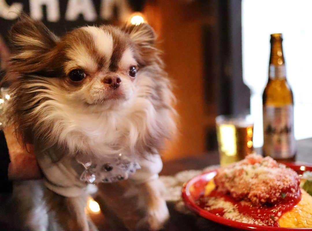 kayoのインスタグラム：「* * オムライスにハンバーグが乗ってるなんて サイコー😋💕 * * Lychee💗 * * #chihuahua#chihuahualove#dogstgram#dog#instadog#チワワ#チワワ大好き * *」
