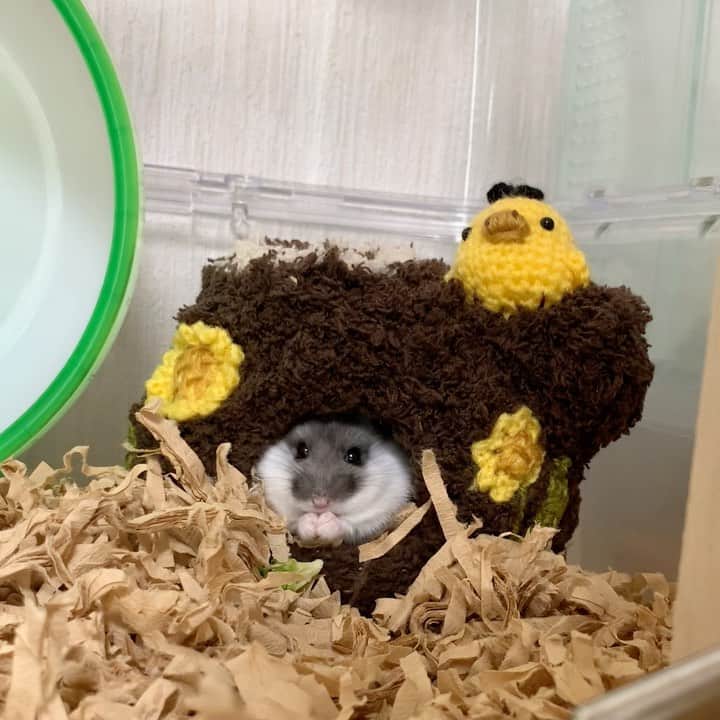 hamster_mocoのインスタグラム