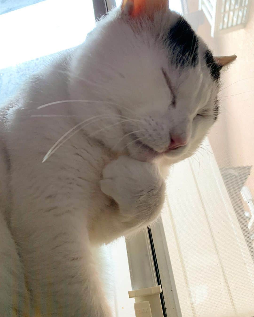 Kachimo Yoshimatsuさんのインスタグラム写真 - (Kachimo YoshimatsuInstagram)「おはようナナクロ！ Good Morning Nanakuro! 考える人 Thinking #うちの猫ら ＃猫 #ねこ #nanakuro #cat #ネコ #catstagram #ネコ部 http://kachimo.exblog.jp」1月25日 9時30分 - kachimo