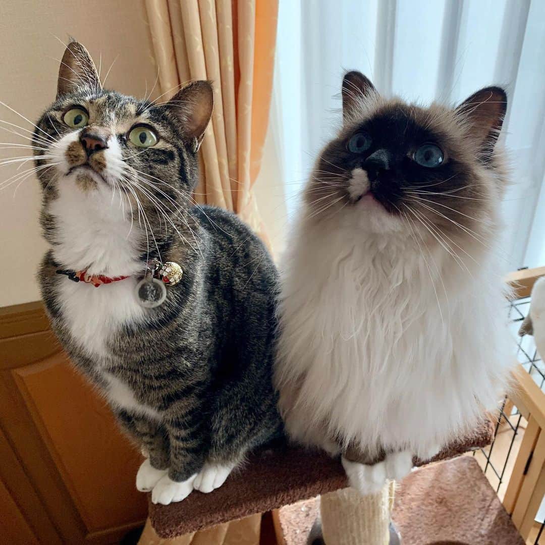 takegaeruのインスタグラム：「おはにゃ！ #cat #猫 #ragdoll #ラグドール #ホワイトポッチーズ #よもねこ #よもぎねこ #キジトラ #きじとら」