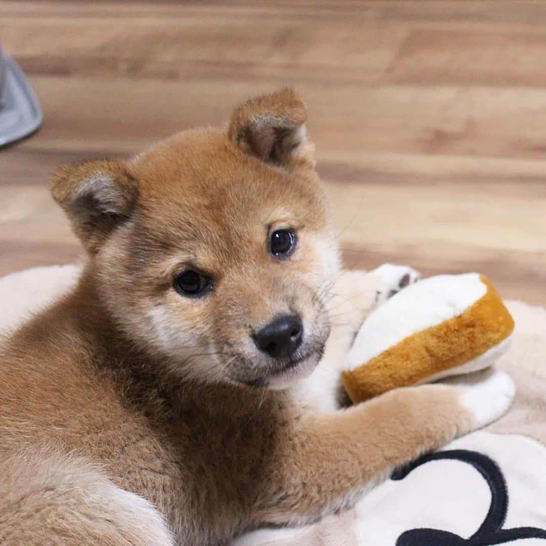 柴犬たま Shibainu Tamaのインスタグラム