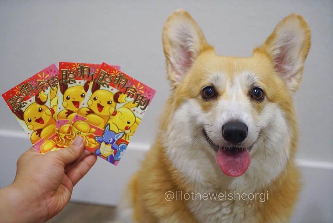 Liloさんのインスタグラム写真 - (LiloInstagram)「Happy Lunar New Year everypawdy... wishing everyone good fortune and hope you get lots of red envelops woof! 🧧 #lunarnewyear」1月25日 10時27分 - lilothewelshcorgi