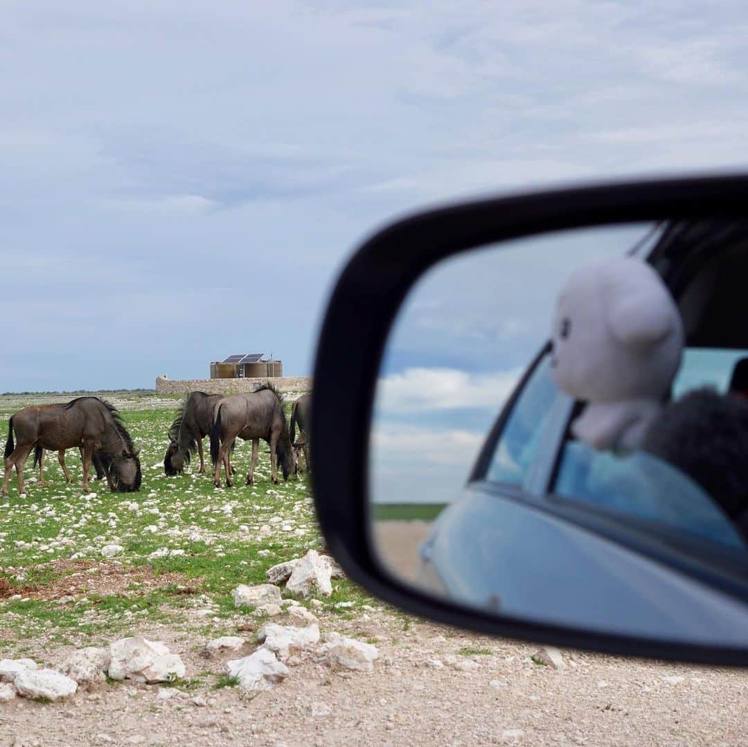 ダスキン ダス犬【公式】さんのインスタグラム写真 - (ダスキン ダス犬【公式】Instagram)「南アフリカからナミビアに移動！ドライブしてたらこんな近くにバッファローが！ 思わず身を乗り出しちゃった！ #世界一周 #ナミビア #namibia #旅人と旅」1月25日 10時43分 - dusken_official