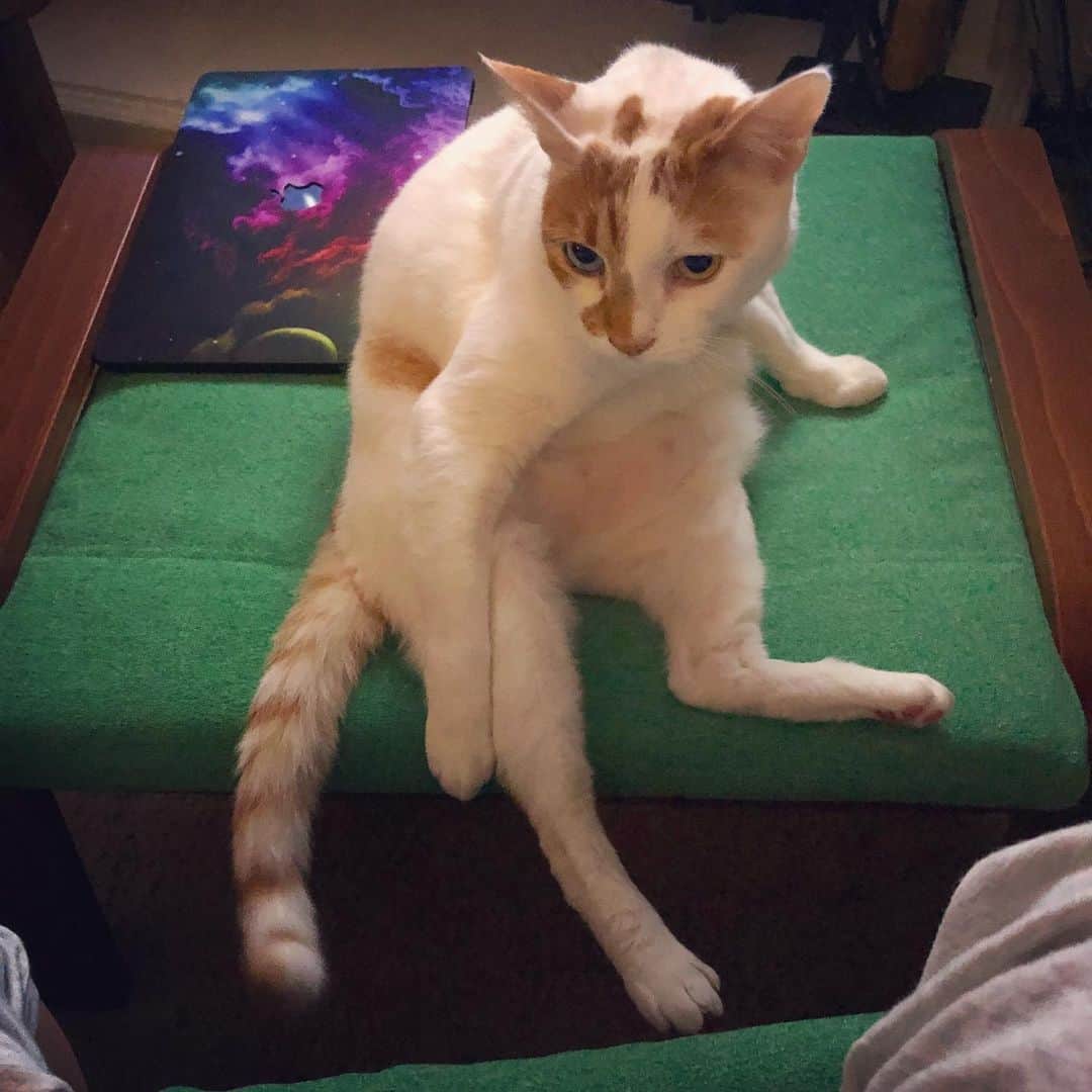 Richard Kittyさんのインスタグラム写真 - (Richard KittyInstagram)「Before I could get my feet up, SOMEONE decided to jump up and claim the footrest. The footrest is now Richard’s 🦶」1月25日 11時02分 - richard_kitty