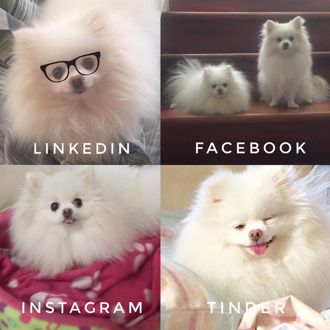 JEWELのインスタグラム：「We want to join in the fun!🤣 #dollypartonchallengedog #instagood #pomeranian #pomeranianpage #puppiesofinstagram #weeklyfluff #fluffy #petstagram」