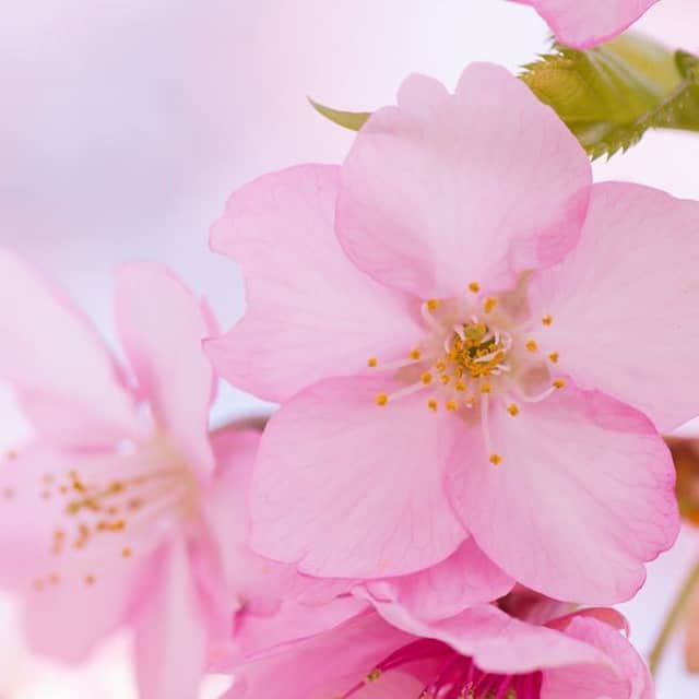【公式】オーシャンリゾートホテル マホロバ・マインズ三浦さんのインスタグラム写真 - (【公式】オーシャンリゾートホテル マホロバ・マインズ三浦Instagram)「河津桜の花びらにぐぐ～っと寄って見てみるとこんな感じ。ぽつり、ぽつりと咲き始めた河津桜をじっくり観察してみると、また違った魅力を発見できるかもしれません。⁠ .⁠ 三浦海岸桜まつり⁠ 2月5日～3月8日⁠ 三浦海岸駅～小松ヶ池周辺(三浦海岸駅より徒歩約15分)⁠ .⁠ #河津桜 #桜 #三浦海岸桜まつり #桜まつり #花びら #桜満開 #花 #cherryblossoms #桜が好きな人と繋がりたい #花好き #桜祭り #京急 #河津 #神奈川旅行 #みさきまぐろきっぷ #cherryblossom #満開 #お花見 #さくら #sakura #kawazuzakura #miurakaigan #三浦市 #三浦半島 #三浦海岸 #maholovaminds #maholovamindsmiura #マホロバ #マホロバマインズ #マホロバマインズ三浦」1月25日 12時00分 - maholova_minds_miura