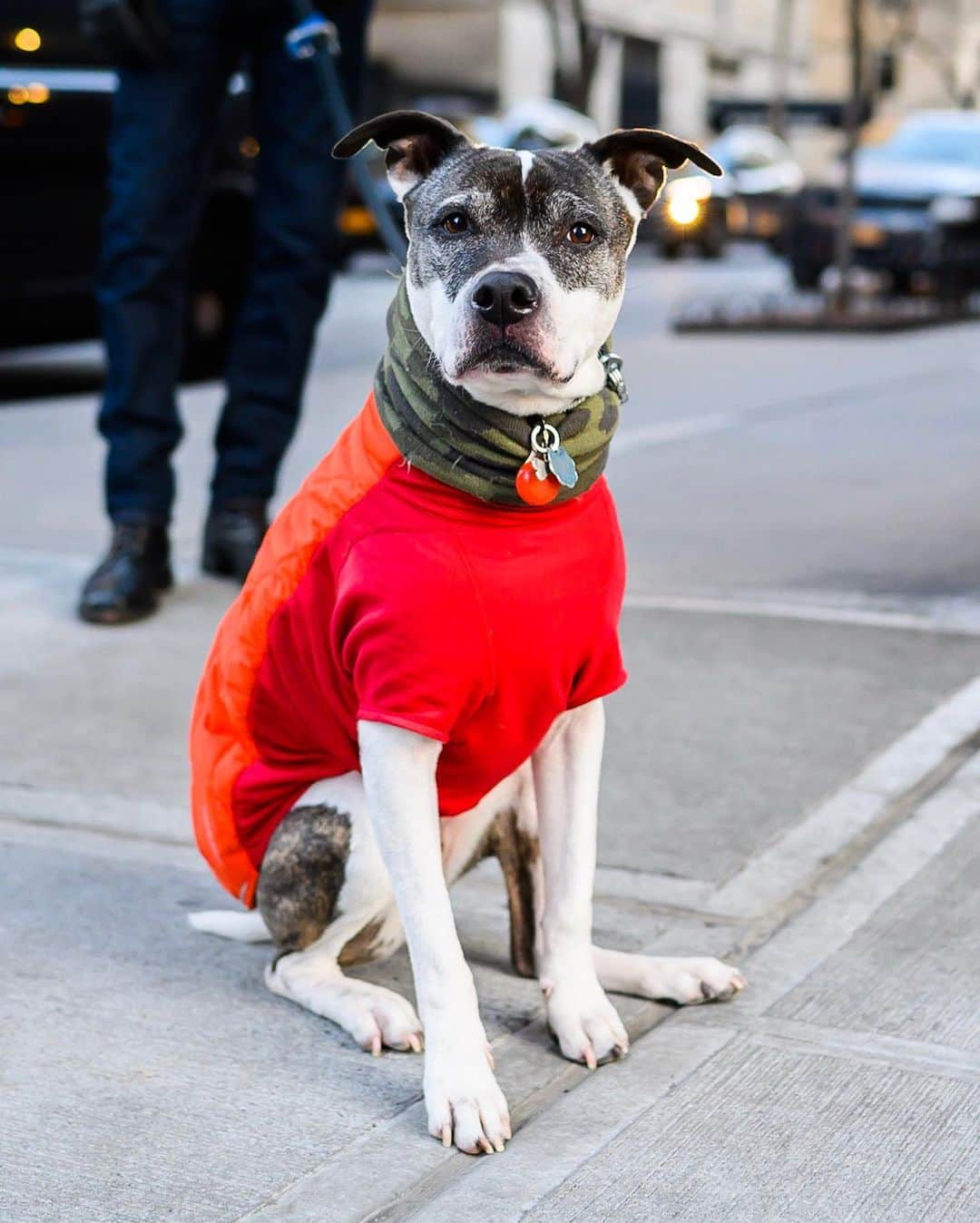 The Dogistさんのインスタグラム写真 - (The DogistInstagram)「Gus, Pit Bull/Boxer mix (10 y/o), 10th & University Pl., New York, NY • “He’s a little shy.”」1月25日 11時53分 - thedogist